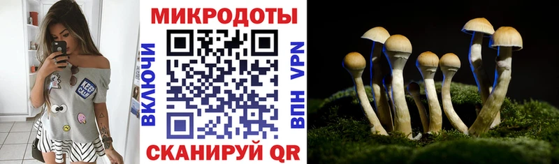 Галлюциногенные грибы Psilocybe Копейск